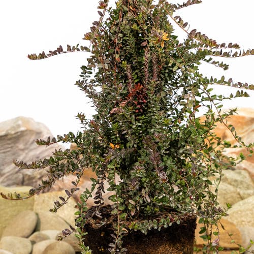 Клюква Отборная Форма купить