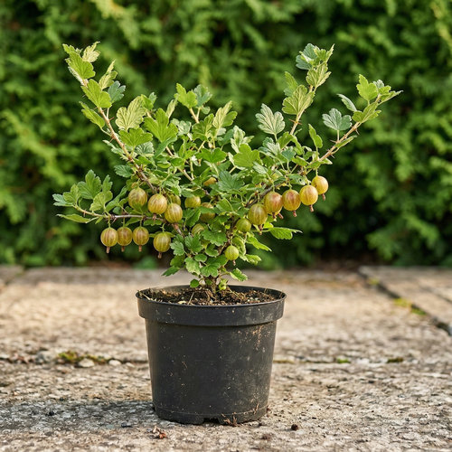 Крыжовник Балет купить