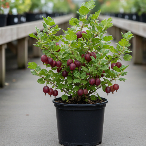 Крыжовник Сенатор купить