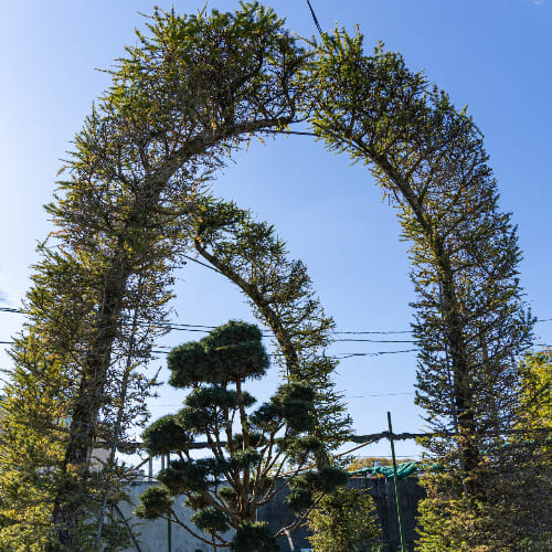 Лиственница японская купить