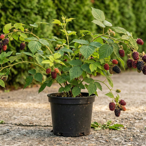 Малина Бойсенберри черноплодная купить