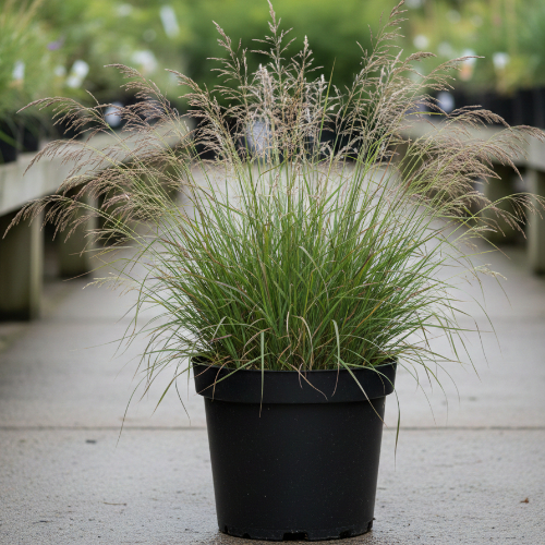 Молиния голубая купить