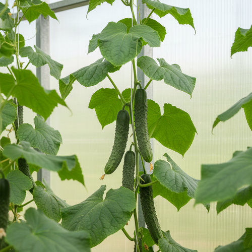 Огурец Аллигатор купить