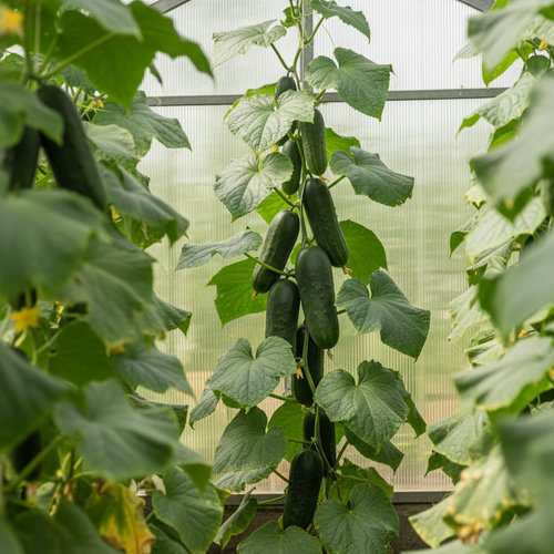 Огурец Апрельский купить