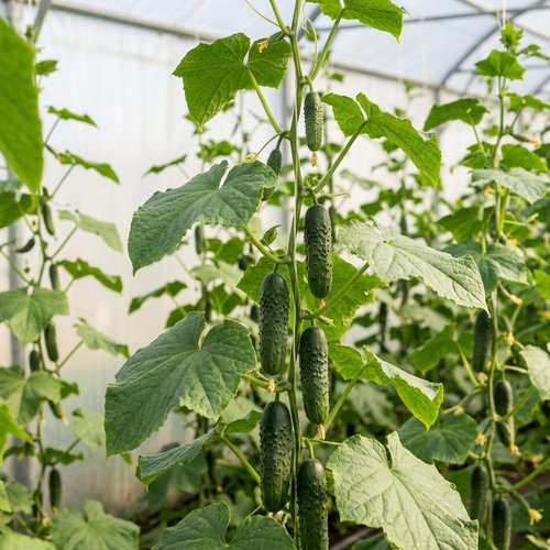 Огурец Габри купить