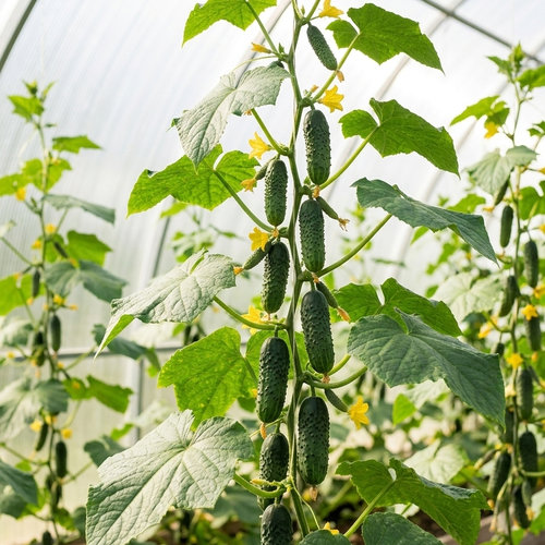 Огурец Герман F1 купить