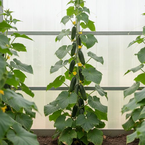 Огурец Кураж F1 купить