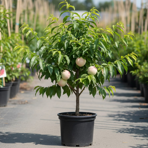 Персик Айс Пич купить