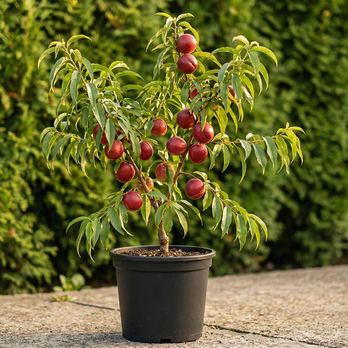 Персик Нектарин Эрли Девил купить