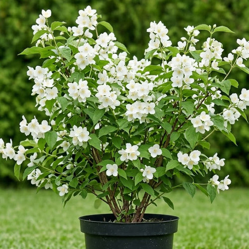 Чубушник Лемуана купить