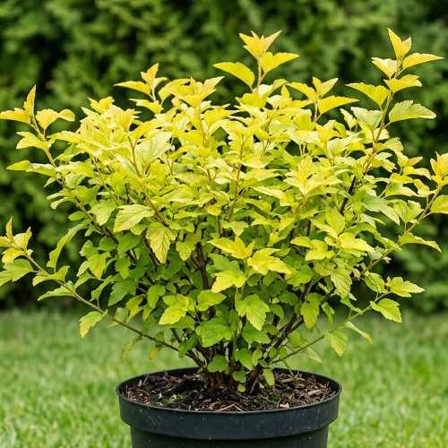 Пузыреплодник калинолистный Голден Наггет купить