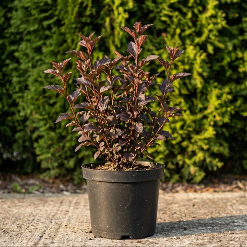 Пузыреплодник калинолистный Литл Дэвил купить