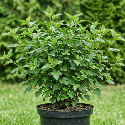 Пузыреплодник калинолистный Литл Грин купить