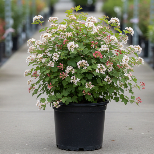 Пузыреплодник калинолистный Тильден Парк купить