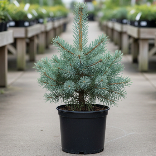 Сосна веймутовая купить