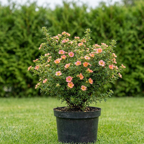 Лапчатка кустарниковая Белла Эпл купить