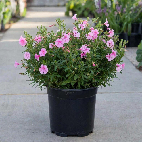 Лапчатка кустарниковая Гламур Гёл купить