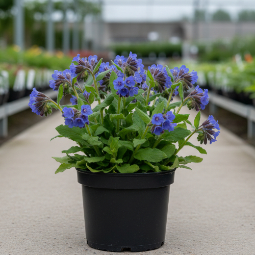 Медуница узколистная Блаус Мир купить