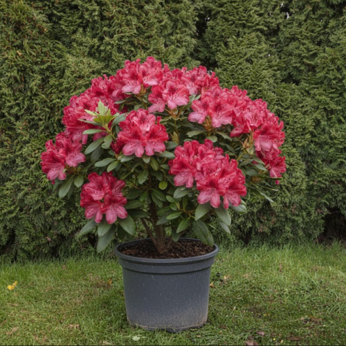 Рододендрон гибридный Фантастика купить