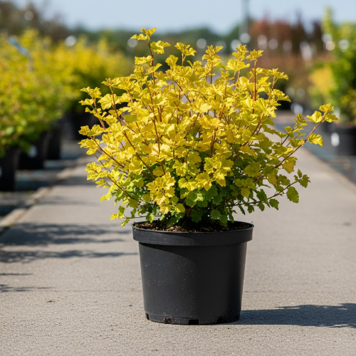 Смородина альпийская Ауреум купить