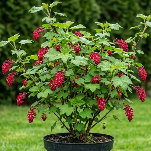 Смородина кроваво-красная Король Эдвард VII купить