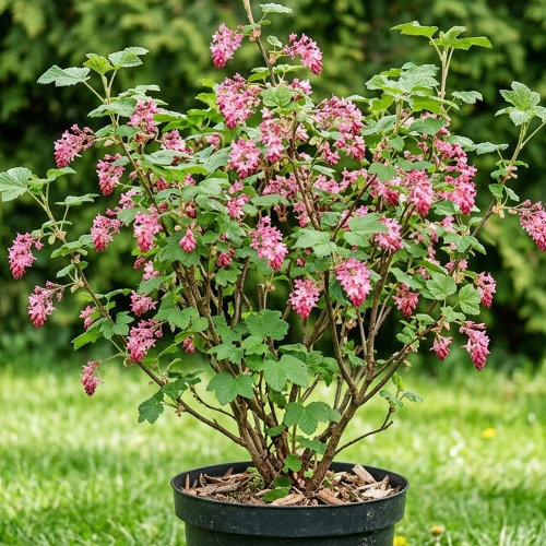 Смородина кроваво-красная купить