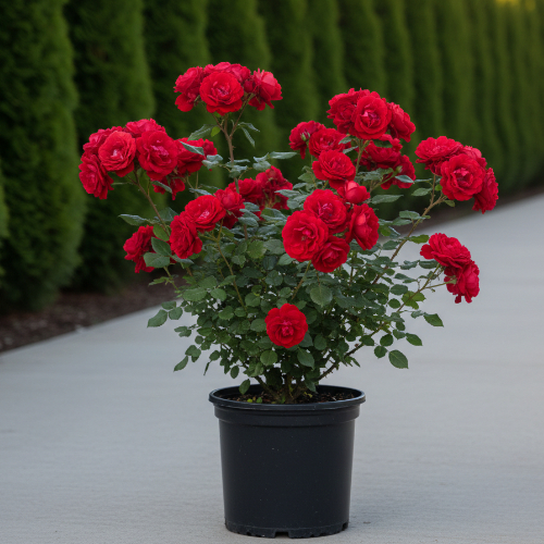 Роза плетистая  Паулсс клаймбер купить