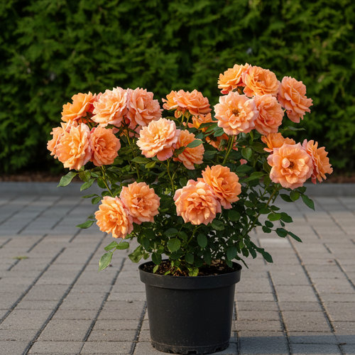 Роза Флорибунда Geena купить