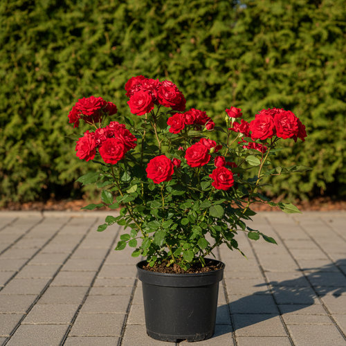 Роза флорибунда Лили Марлен купить