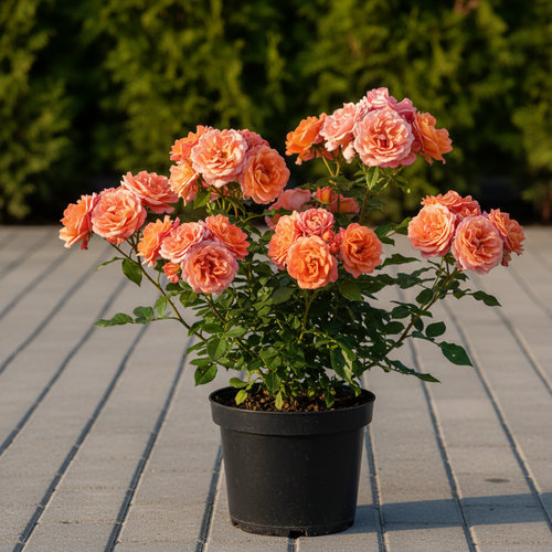 Роза Флорибунда Мария Кюри купить