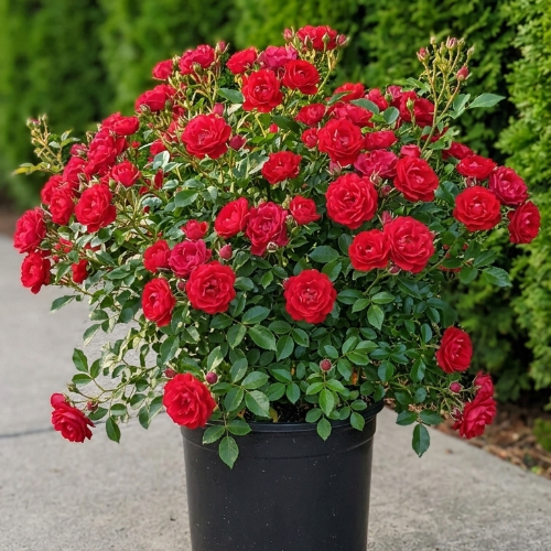 Роза почвопокровная Ред Френдшип купить