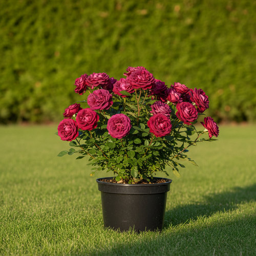 Роза чайно-гибридная Графиня Диана купить