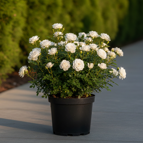 Роза миниатюрная White mini купить