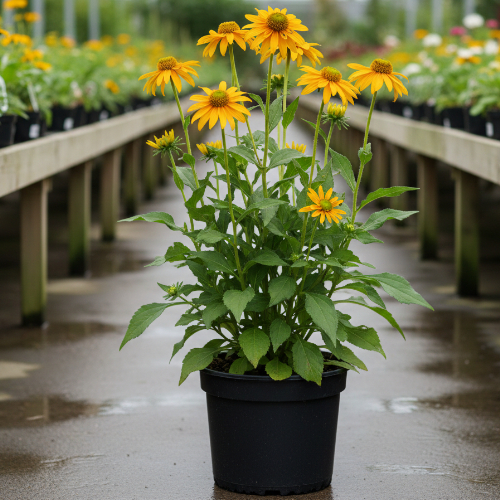 Рудбекия рассеченная купить