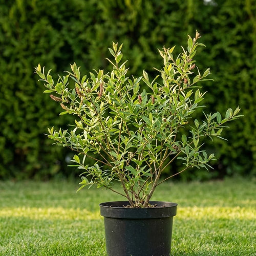 Ива арктическая Ялта купить