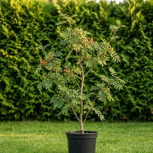 Рябина обыкновенная  купить