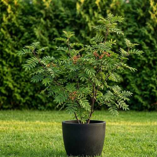 Рябина смешанная Додонг купить