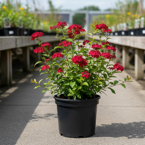 Спирея японская Кантри Ред купить