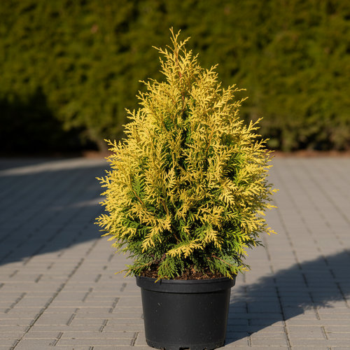 Туя западная Голден Брабант купить