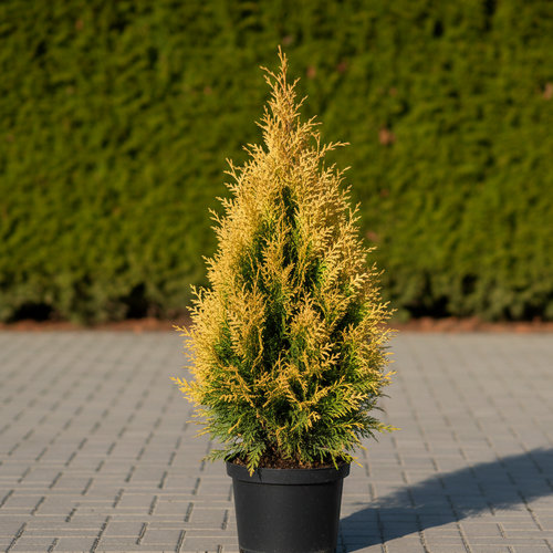 Туя западная Голден Смарагд купить