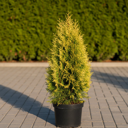 Туя западная Малониана Ауреа купить