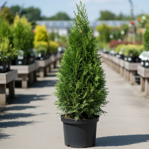 Туя западная Смарагд (живая изгородь) купить