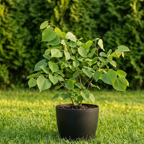 Липа купить