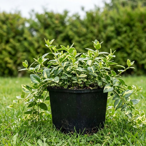 Барвинок большой Макулата купить