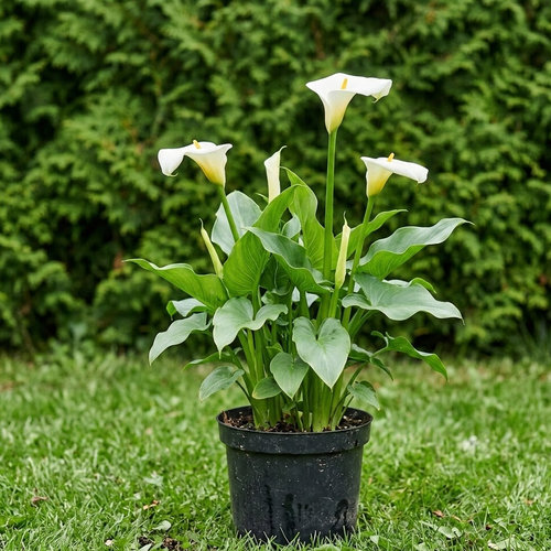 Белокрыльник эфиопский  купить